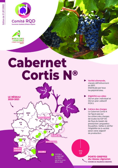 Cabernet Cortis