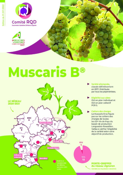 Muscari