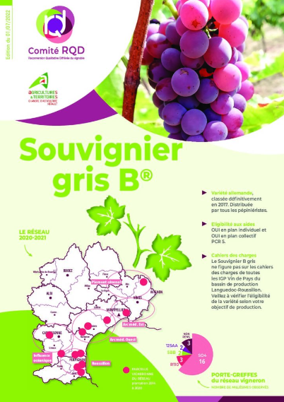 Souvignier gris