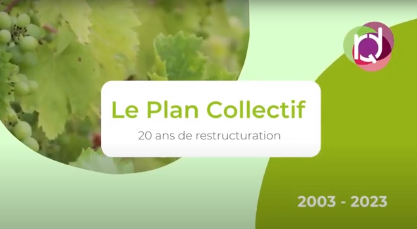 2003-2023 : Le Comité RQD vous présente cette petite vidéo qui retrace les grands moments de la reconversion qualitative du vignoble